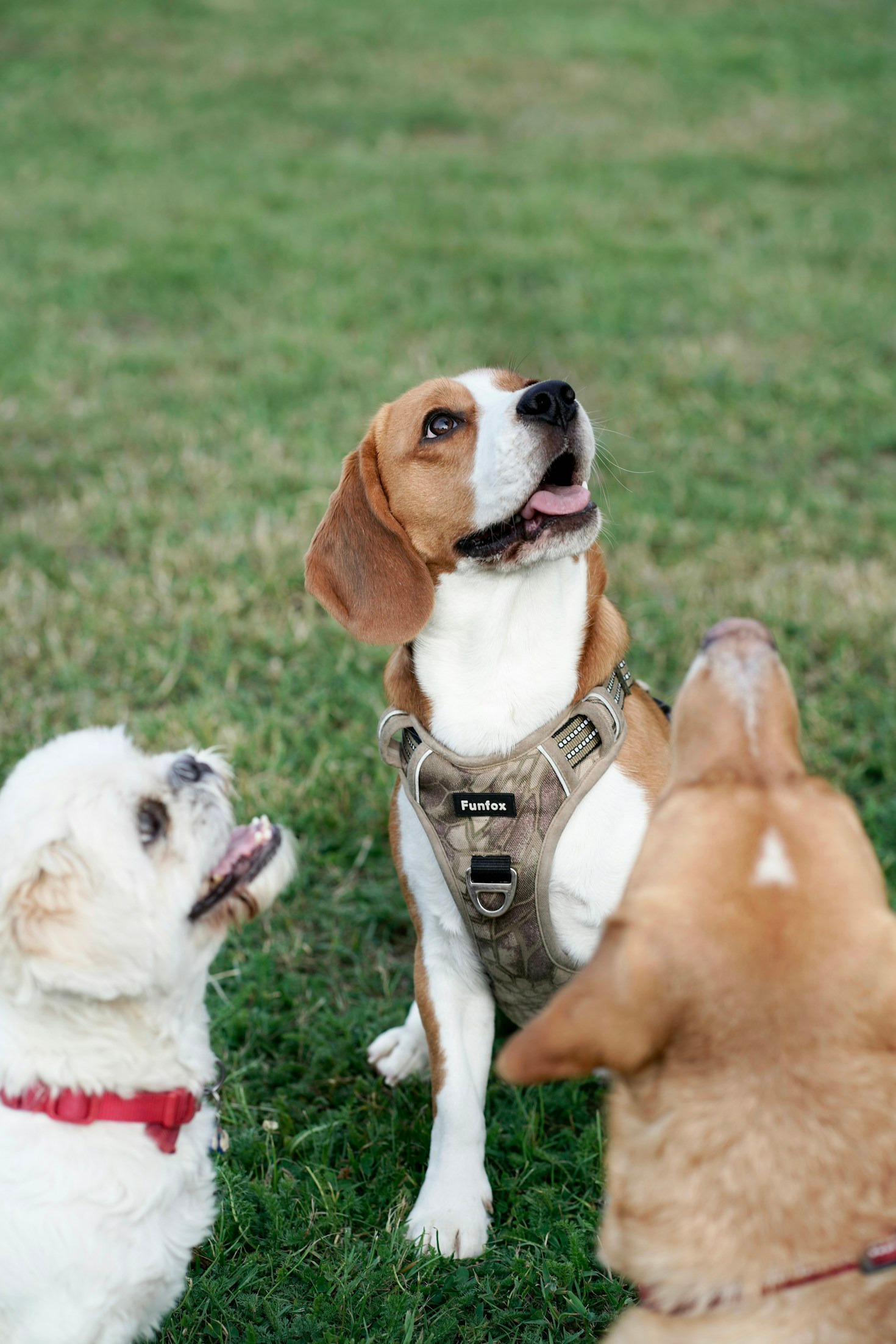 5 Consigli per Scegliere il Miglior Cibo per Cani